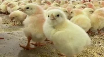 تراجع مفاجئ في سعر الكتاكيت البيضاء اليوم في الأسواق